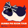 GUINEA PIG ROOM TOUR