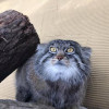 二月のウヌボレヤ