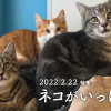 ネコがいっぱい