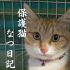 保護猫なつ日記