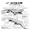 近所の山の生き物