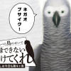 おしゃべり鳥のせいで復縁できない助けてくれ