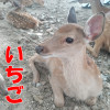 西生駒ショート漫画 いちご