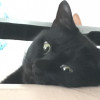 ㊉川かえ