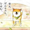 柴犬ぽんちゃん、今日もわが道を行く