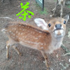 西生駒ショート漫画 茶