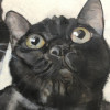 子なしひきこもり主婦と猫の日常