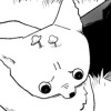 芝犬
