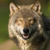 CRAZY WOLF