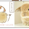 うちのうさぎは今日ものんびり