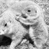 動物の赤ちゃん