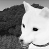 山犬