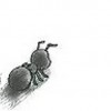ant &