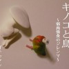 キノコと鳥 ～弱肉強食のジレンマ～