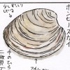 私の貝類賛美